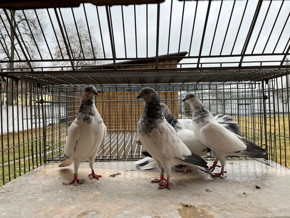 Budapeszty wysokolotne , sportowe