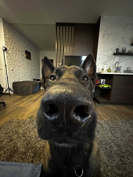 Бельгійська вівчарка Малінуа вязка КСУ чемпіон України