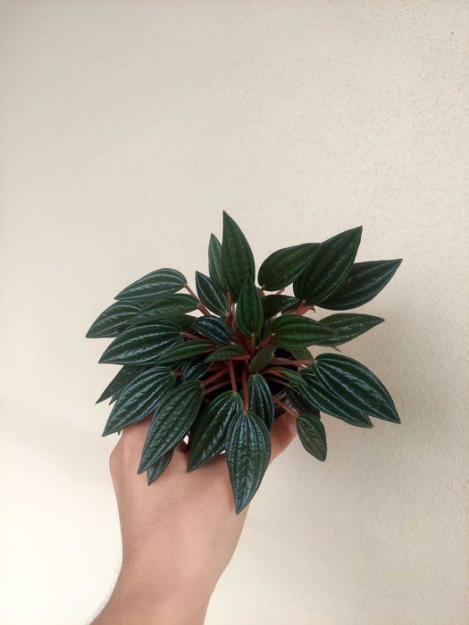 Planta Peperomia caperata 'Rosso'