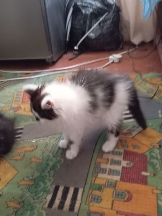 Відам кошеня у добрі руки