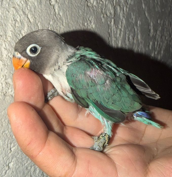 Agapórnis Kakariki Piriquitos domesticados.