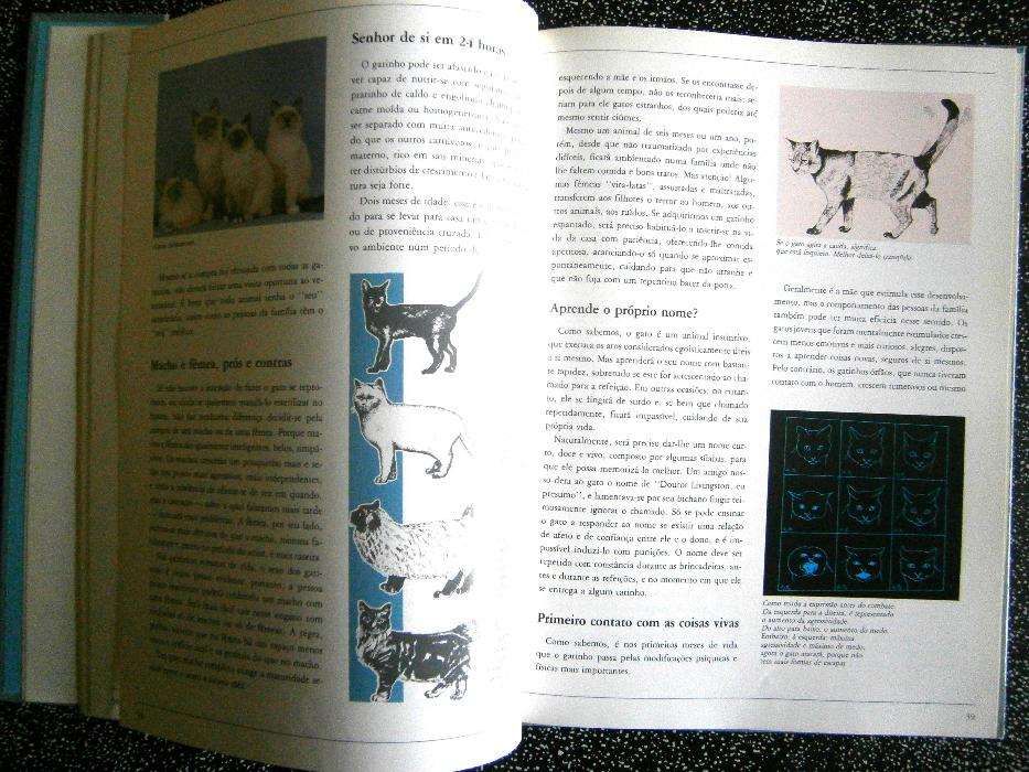 All Cat Breeds64584255092611124