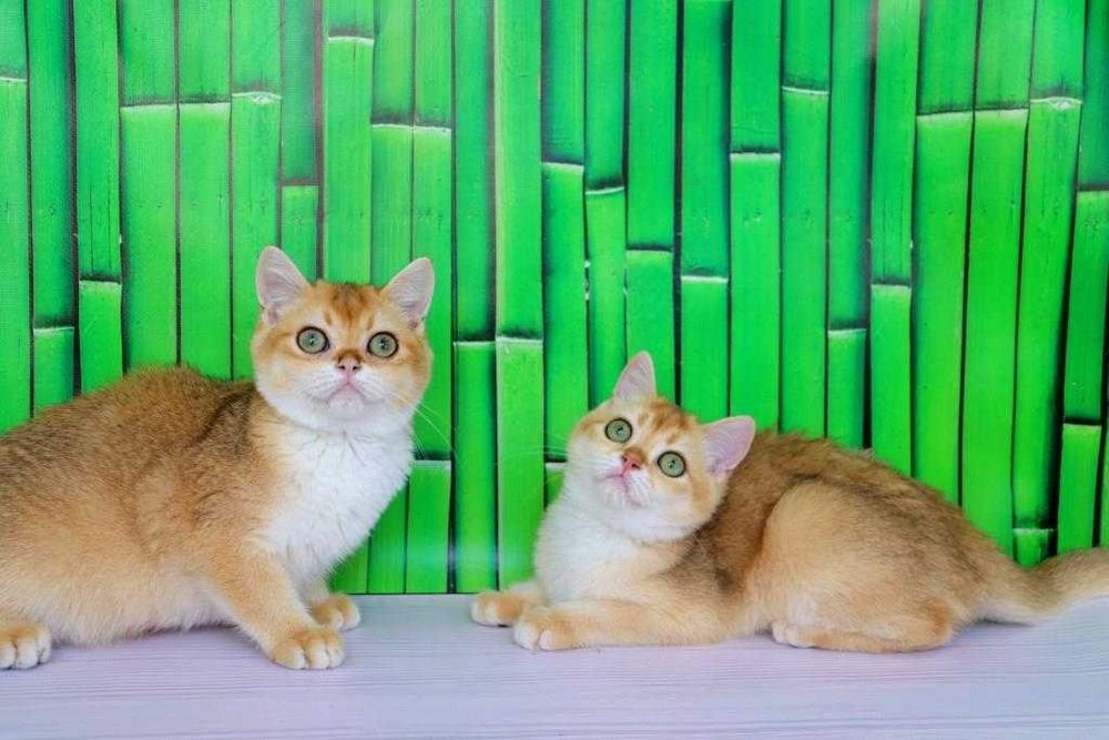 Интересный британский котёночек в золотой плюшевой шубке