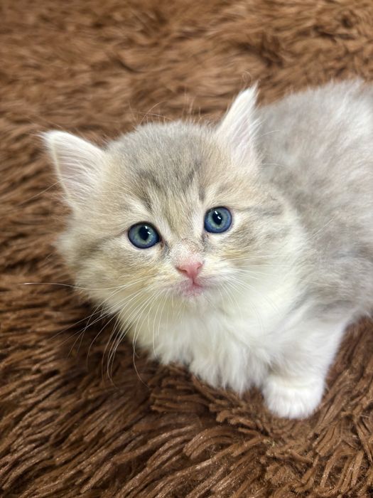 Шотланские детки шиншиллы