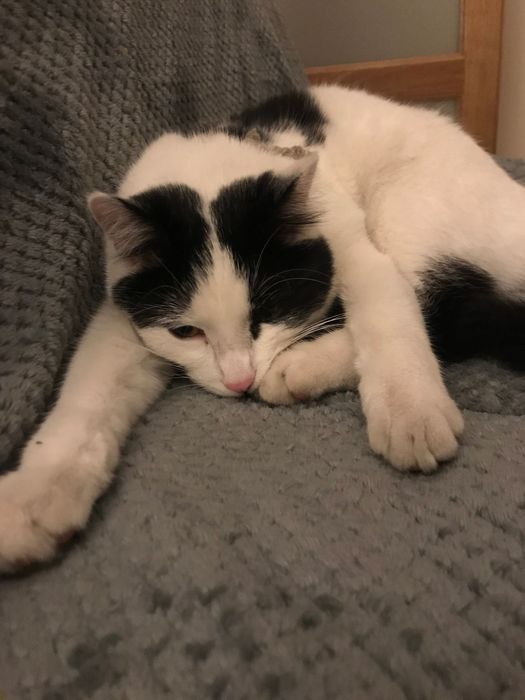 Poszukiwany biało czarny kot