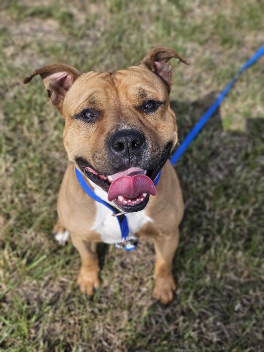 Hantel w typie amstaf szuka domu