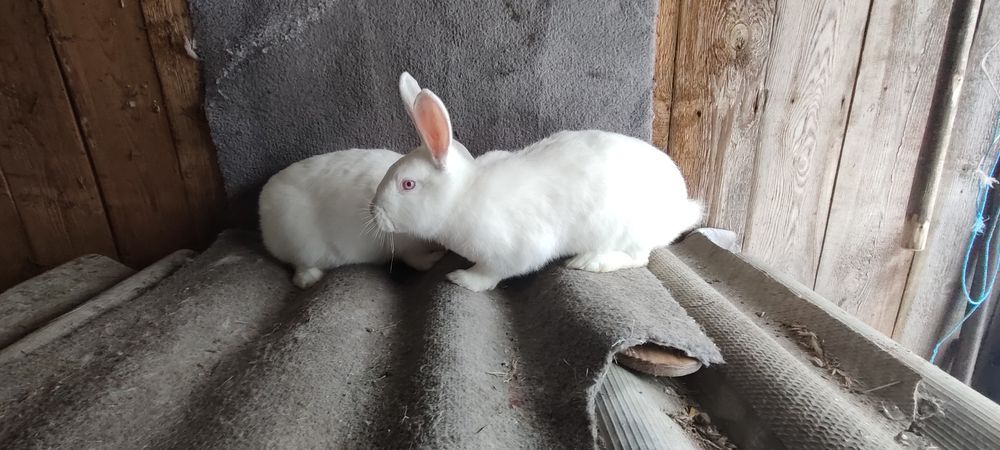 Продам кролі термонська біла