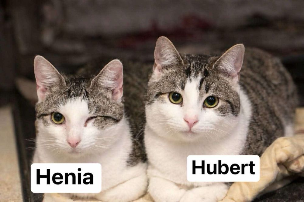 Henia i Hubert - kociaki do adopcji!
