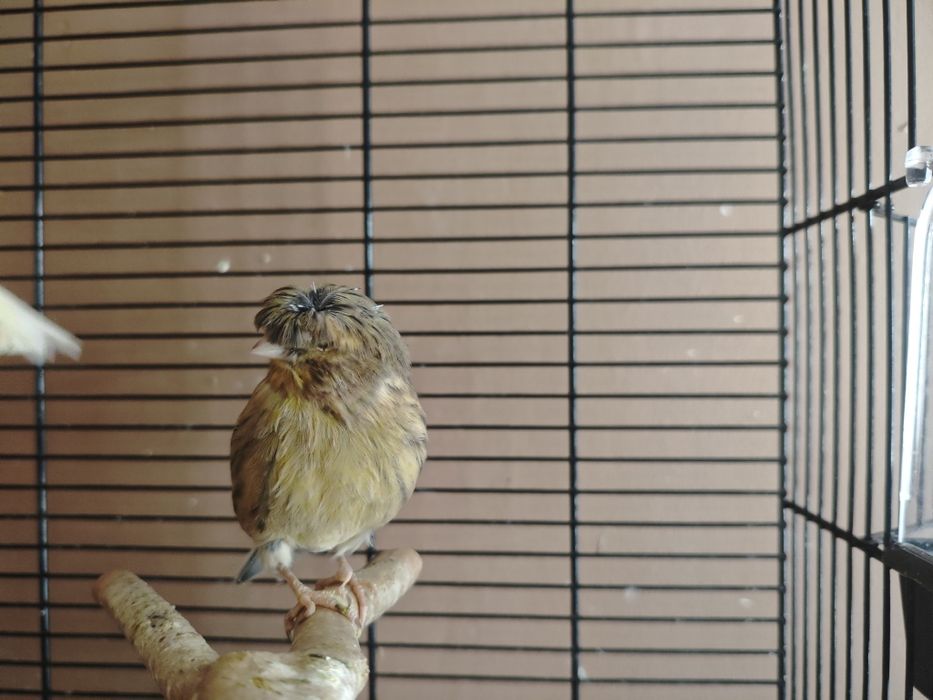 Kanarki samce i samice