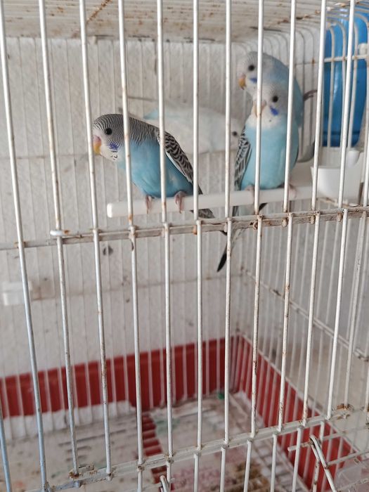 Piriquitos espetaculares