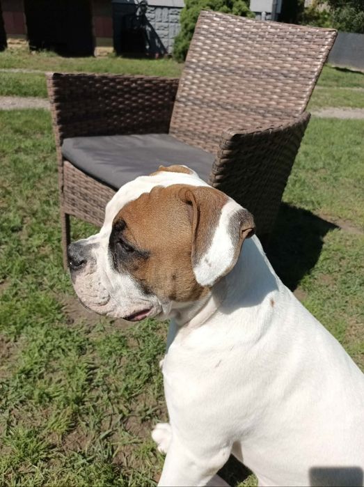 Buldog Amerykański  Suczka 6 miesięcy