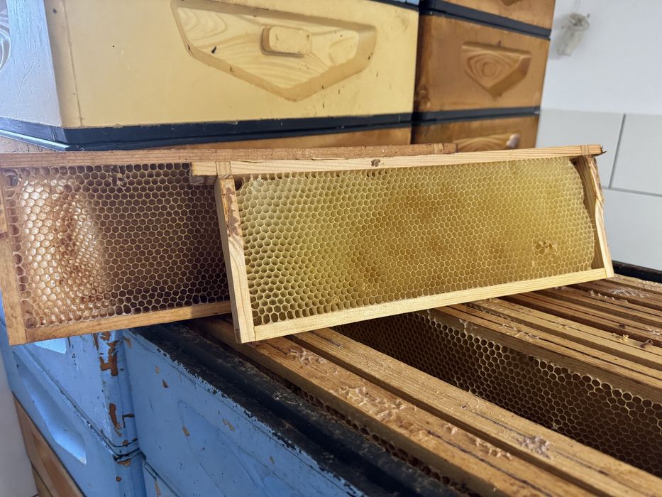 Susz pszczeli ramka 1/2 wielkopolska hofmanowska