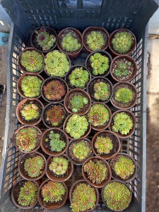 Suculentas "mini"