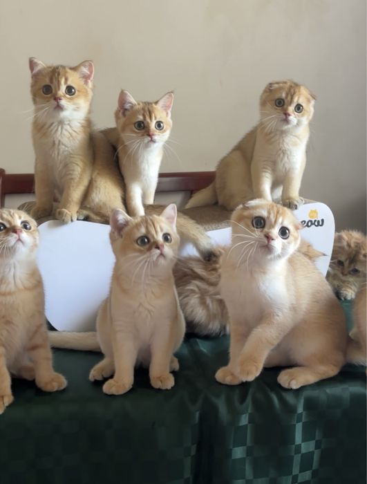 Вислоухі хлопчики та прямовухі дівчатка