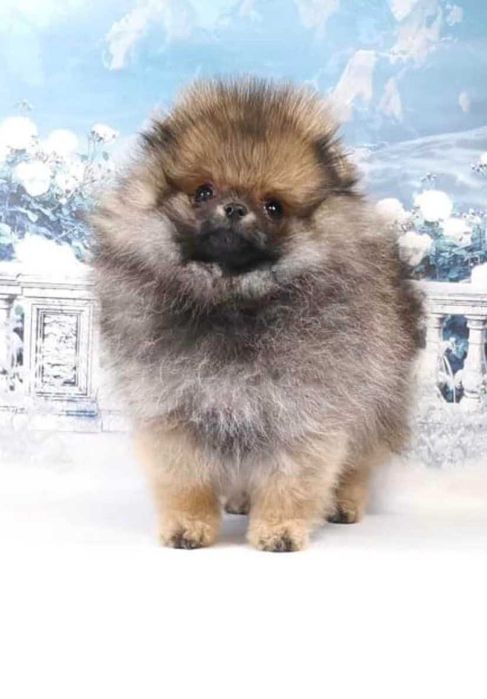 Spitz Alemão Anão/ou Lulu da Pomerânia FEMEA  LARANJA  com   LOP e AFIXO