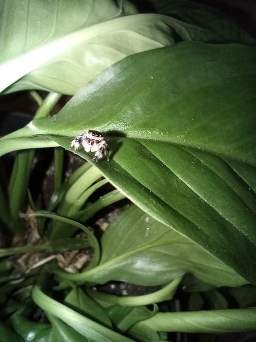 Skakun Królewski Phidippus Regius Lake Okeechobee Samica L5