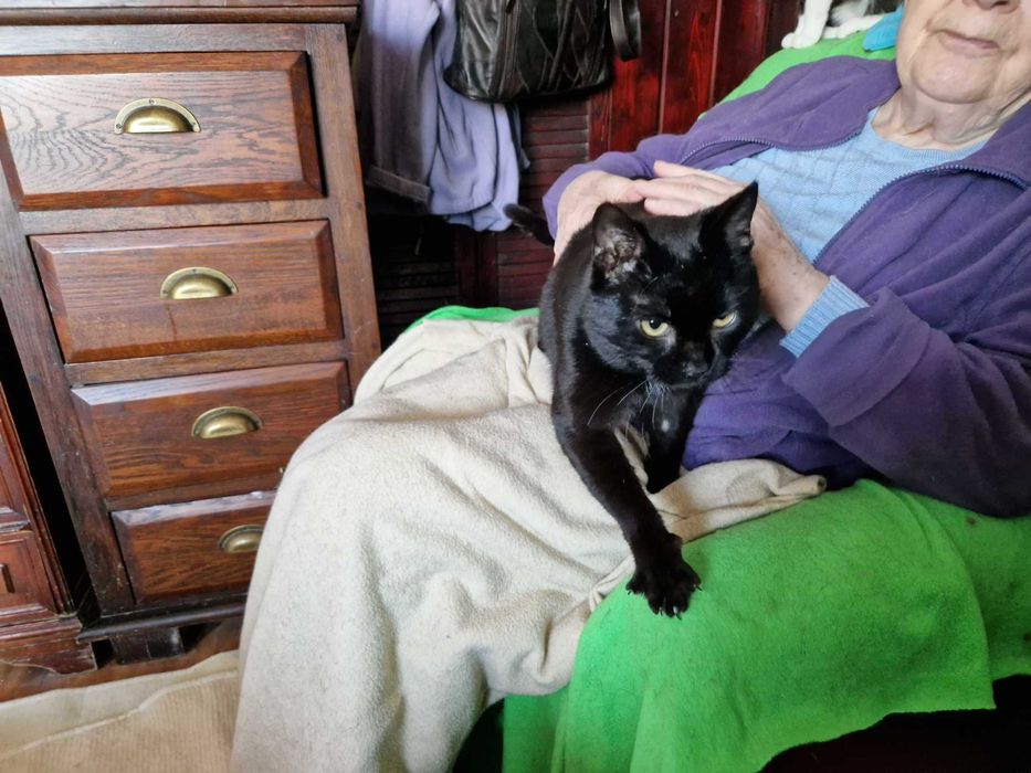 Romeo, uroczy słodziak szuka domku