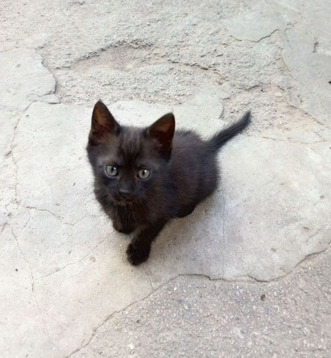 отдаются котята 3