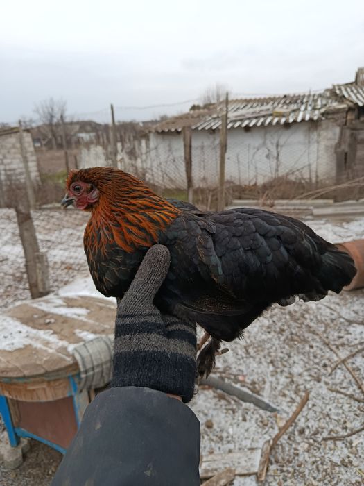 Бентамочки декоративные инкубационные яйца