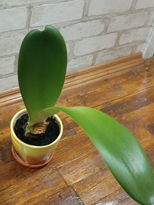 Пушистый гемантус до свята всем та краси +клівія-500 грн!