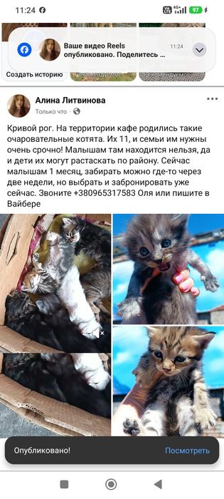 Котята маленькие бесплатно. Котенок отдам даром. Кот. Кошка.
