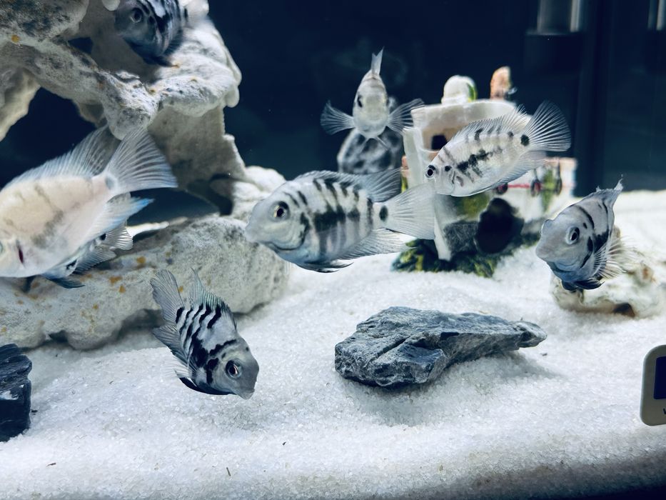 Акваріум 54 л