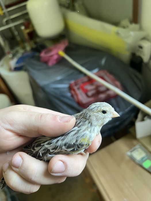 Kanarki Agat mozaika zolta , opal mozaika zolta oraz mozaika zółta