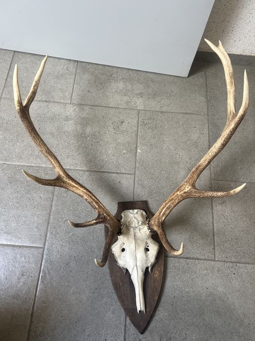 Stare poroże jelenia na desce – wieniec dziesiątak 72 cm