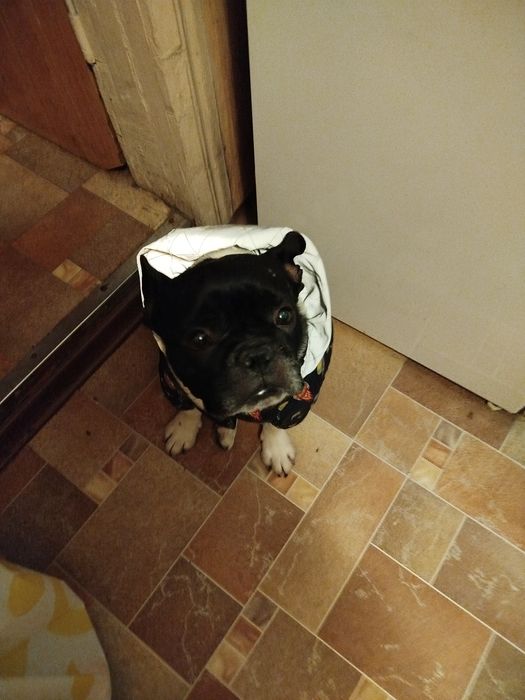 Французский бульдог предлагает вязку