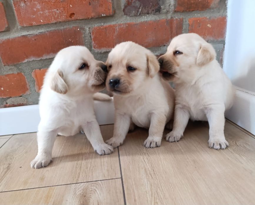 Labrador - piesek - szczeniak
