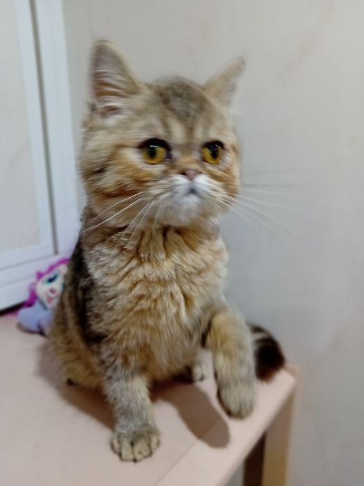 Kotka egzotyczna krótkowłosy Pers