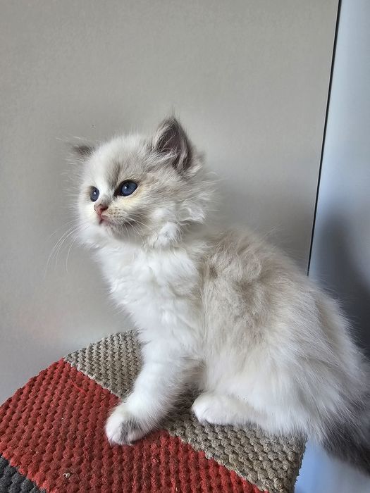 Dziewczynka blue bicolour