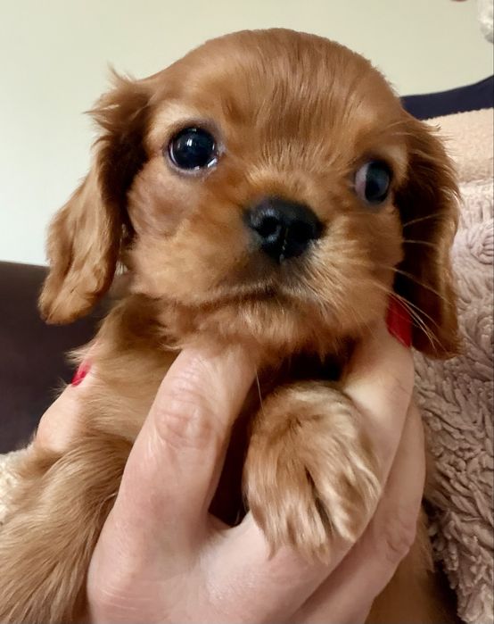 Cavalier King Charles Spaniel