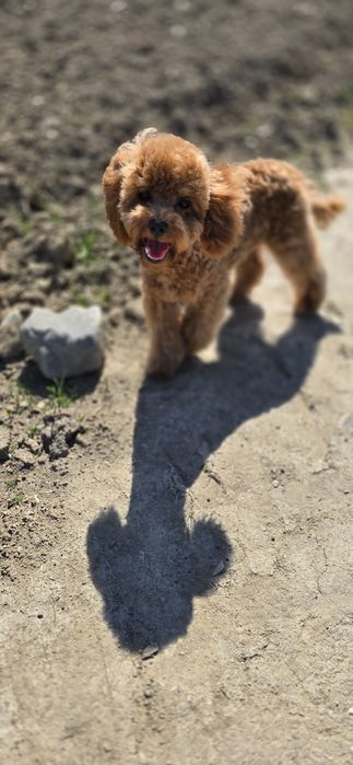 Cavapoo/ zwolniona rezerwacja / dziewczynka po wszystkich szczepieniach