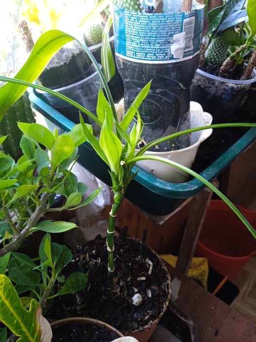 Кімнатний Бамбук