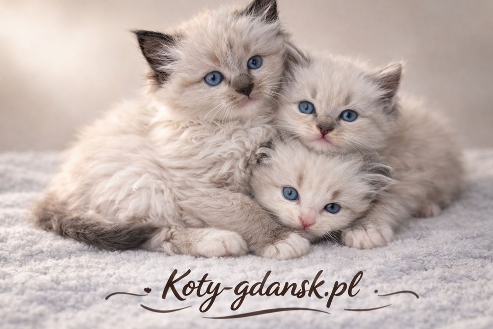 Rag.WCF/PZF.PROFESJONALNA hodowla+badania Genetyczne+10kg karmy,kuweta