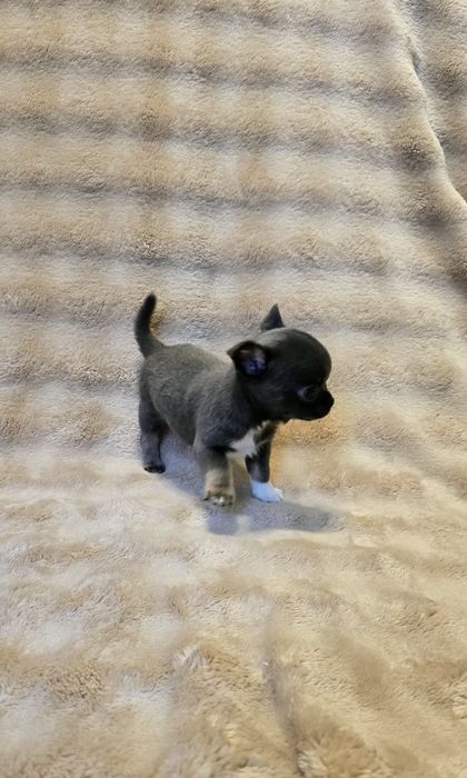 Chihuahua miniaturka śliczny