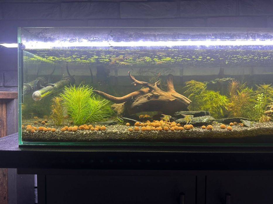 Akwarium 75l z aranżacją