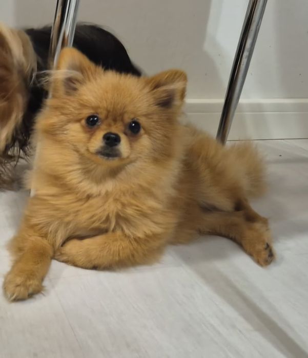 Szpic miniaturowy pomeranian chłopak