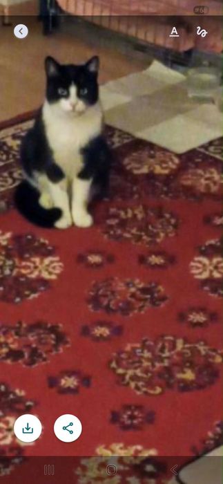 One nie mają czasu. Kocięta z lasu.