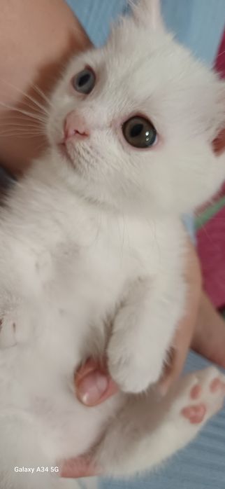 Кошеня весловухої британки
