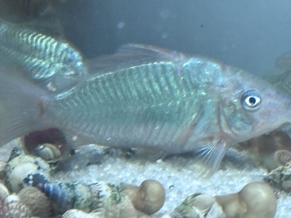 Brochis splendens, kirys szmaragdowy