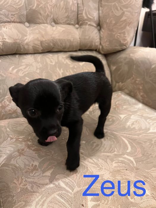 6 Bebés para Adoção Responsável