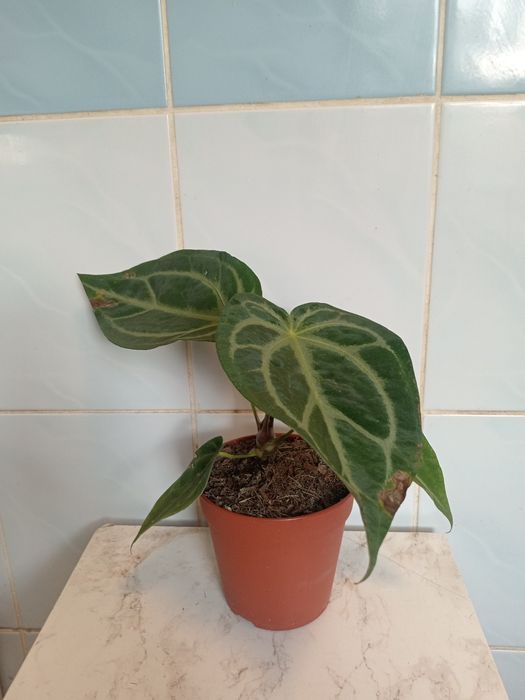 Антуриум Magnificum