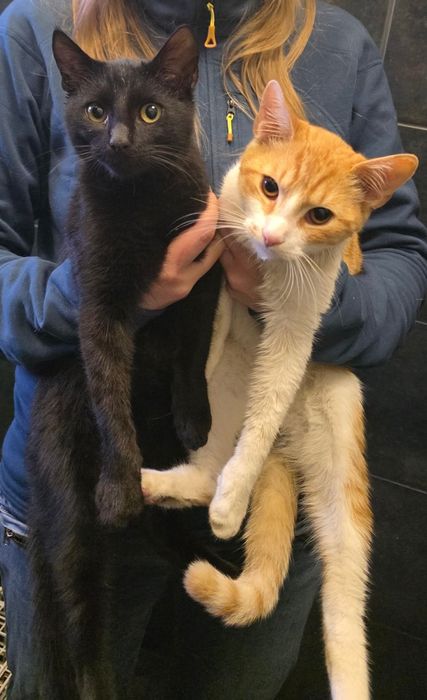 Kocurki proszą o dom