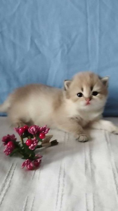 Шотландская золотая шиншилла (голубое золото ау11)