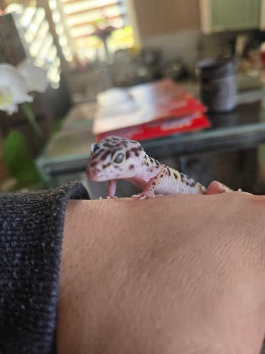 Mloda samiczka mack snow