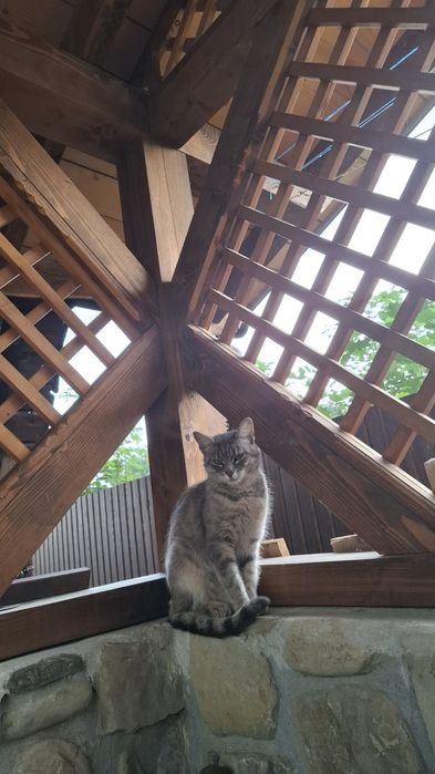 Шукає дім чудова киця! Кіт котик