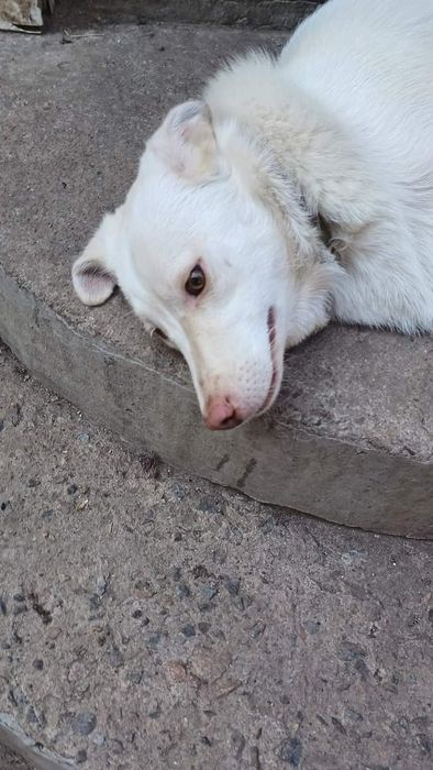 Красавчик блондин Атос