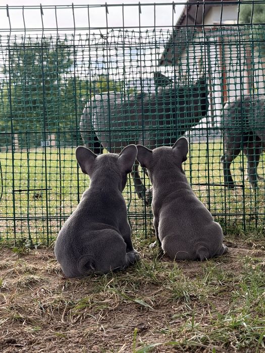 Buldog francuski Blue. Piekne zdrowe szczenięta